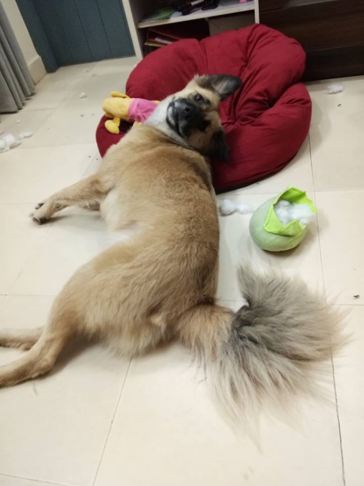 Richa250488's tweet image. Joy of destruction! 🙏🙊#ihavegivenup #anticivilization #cleanhouseisadream