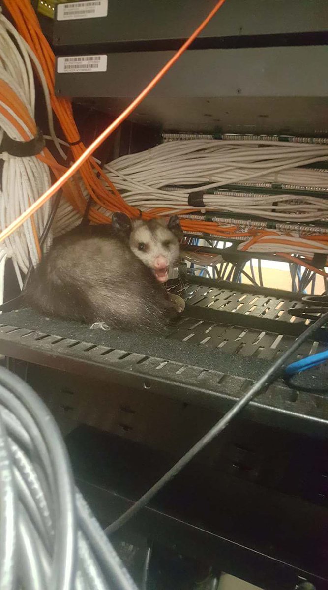 Pizzapossum tweet media