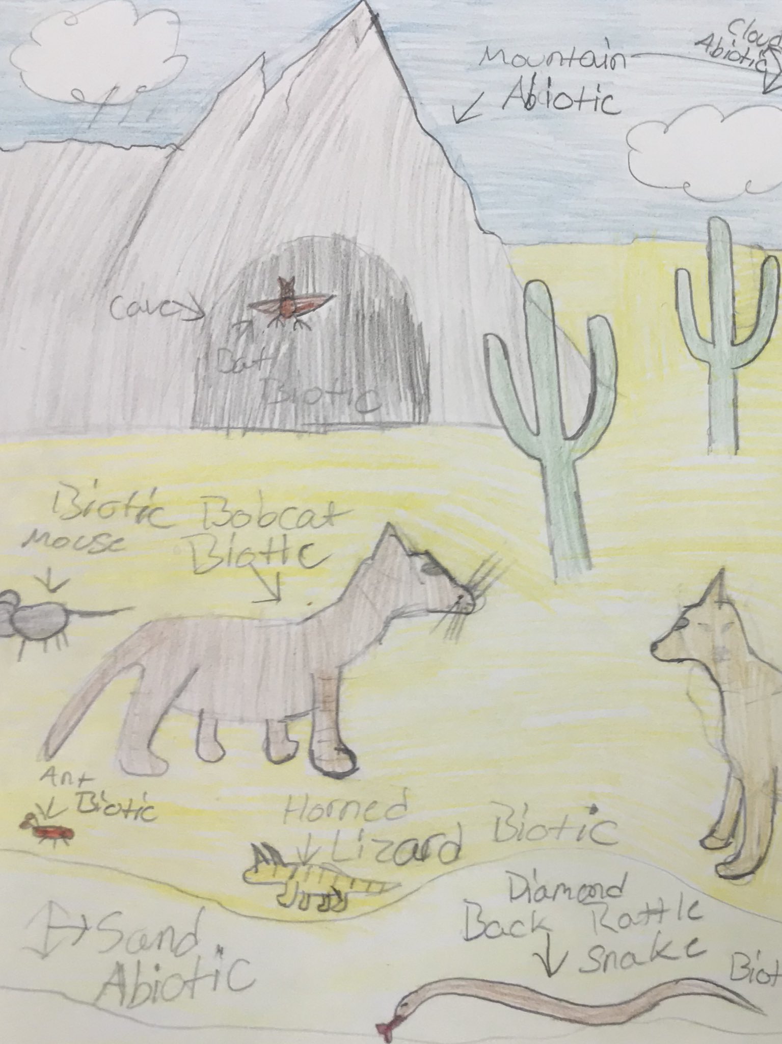 Abiotic Factor Drawing