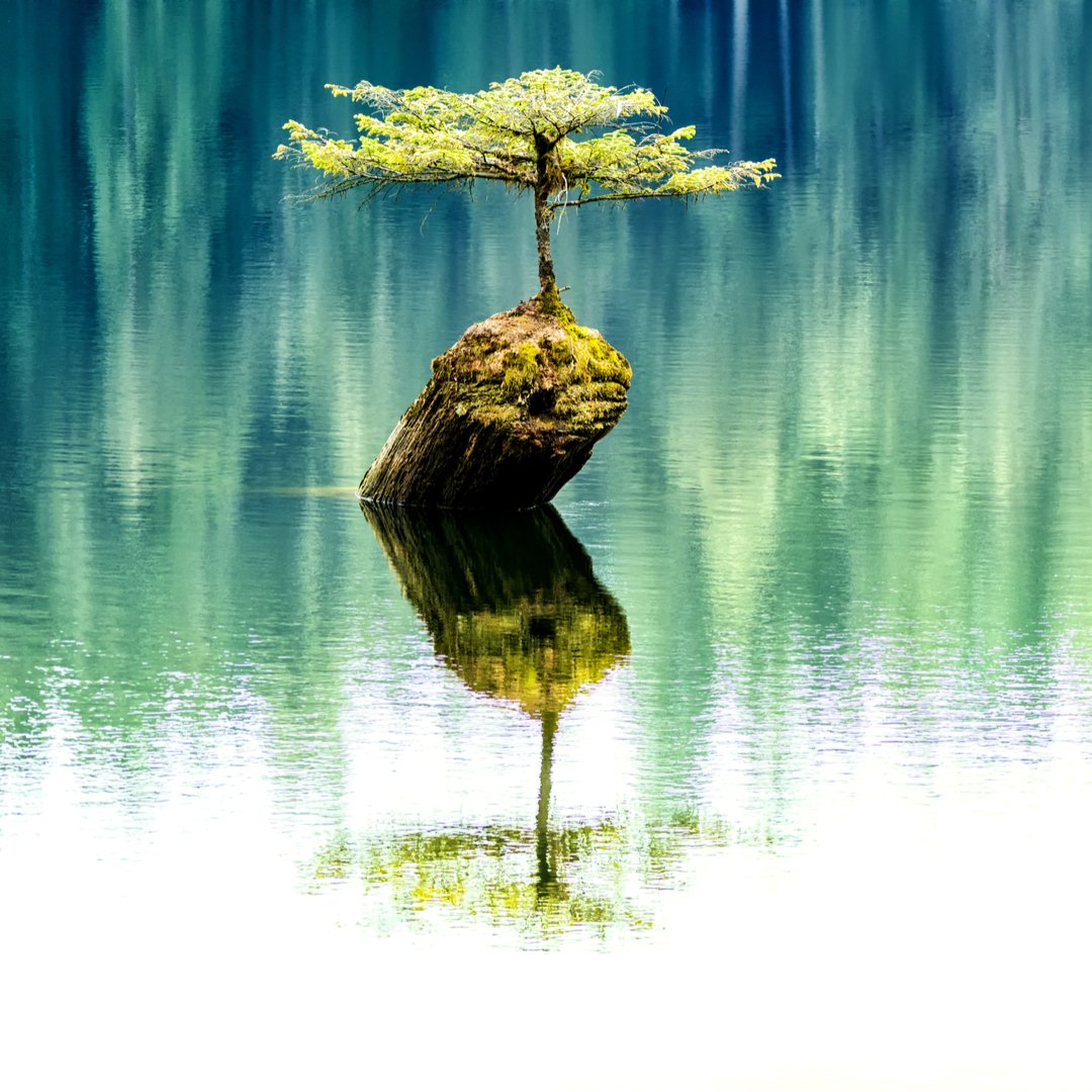 To listen to the silence, wherever you are, is an easy and direct way of becoming Present. Even if there is noise, there is always some silence underneath and in between the sounds. ~Eckhart Tolle (#ThePowerofNow pg103) #listen #silence <a href="/NewWorldLibrary/">New World Library</a> #FirBonsai #FairyLake