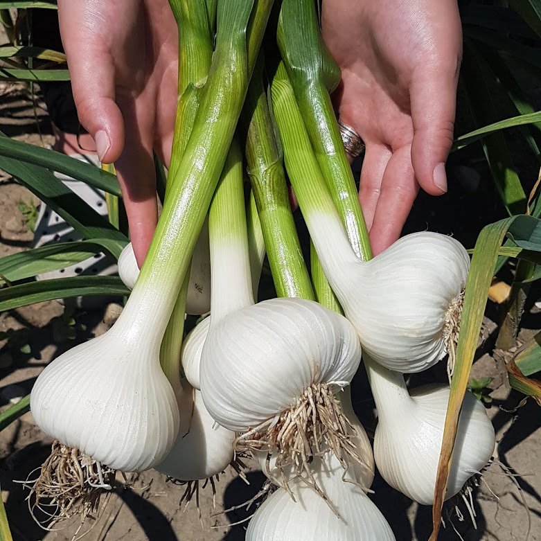 StratfordON's tweet photo. September 8-9th the @GarlicStratford is in #stratfordon! With delicious local vendors like August Harvest Farm! This is from their most recent fresh batch! So come out &amp; visit the event with 40+ different vendors to find everything garlic!

more info: https://t.co/p8I8Ni2Bk0 https://t.co/mPoZBYlrKC