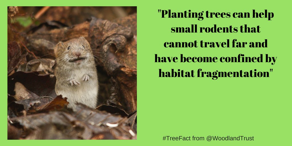 TreeLogga's tweet photo. Reason for planting more trees #4 #TreeFact #WednesdayWisdom @WoodlandTrust #TreeMeUp https://t.co/JcYGFbZXL8