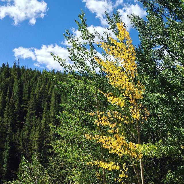 VisitLeadville's tweet photo. Found gold in Leadville! 🍂 #firstleaves #aspen #falliscoming #elevatedbeauty #leadville #colorado https://t.co/7s8Eg2Jiwt https://t.co/Oc74tigHMh