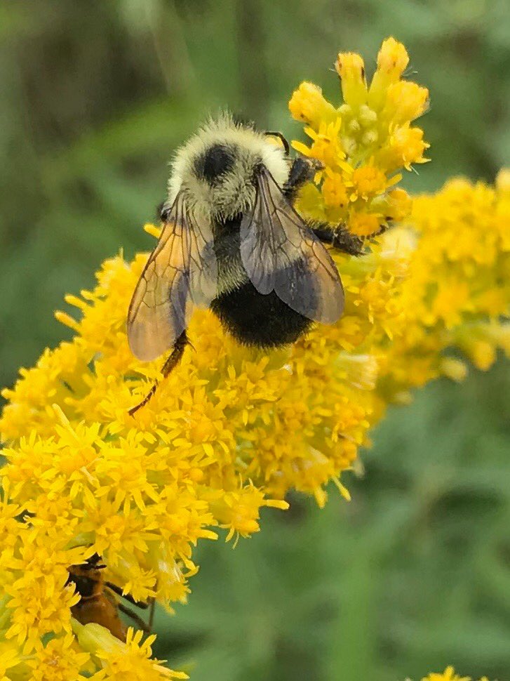 reprickhansen's tweet image. Bumblebee on Goldenrod in Conservation Reserve Program land in Bristol Township, Fillmore County, #OnlyInMN  #farmbill2018 #savethebees