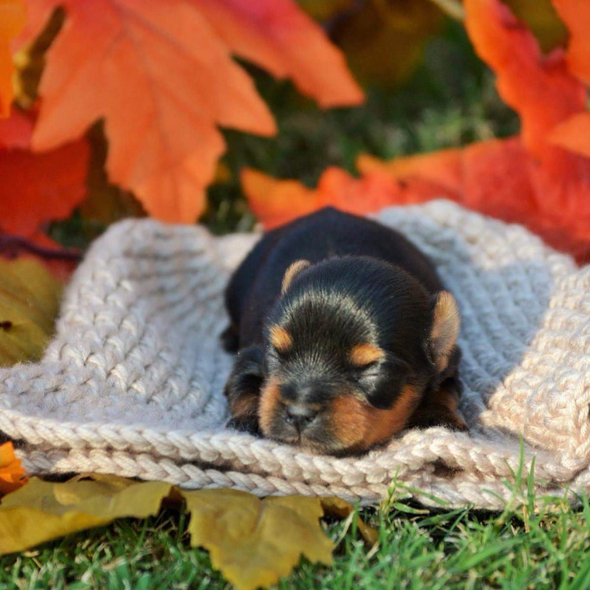 Luxury Yorkies (LuxuryYorkies) Twitter