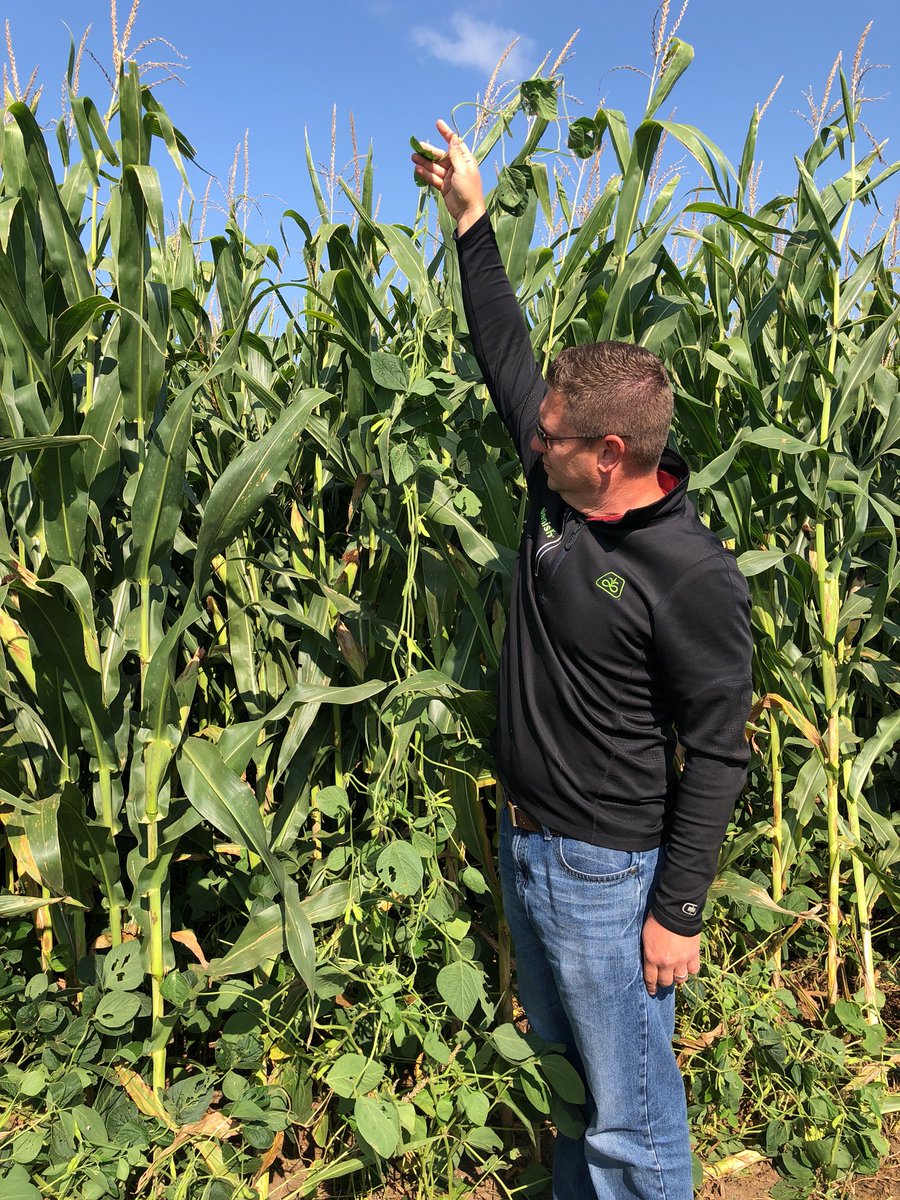 BenChopit's tweet photo. #channel soybeans 8’ planted as a companion crop with #pioneer corn @MattHasenauer @KatzbergAg https://t.co/EKB6cyxMTO