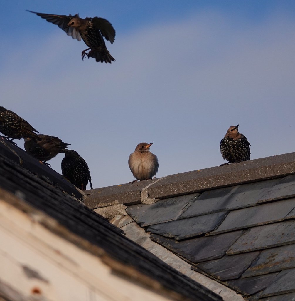 A couple of the Rose-coloured Starling hanging around the Torcross rooftops this evening. The flock went to roost about 20:00 #Torcross #Devon #RosyStarling