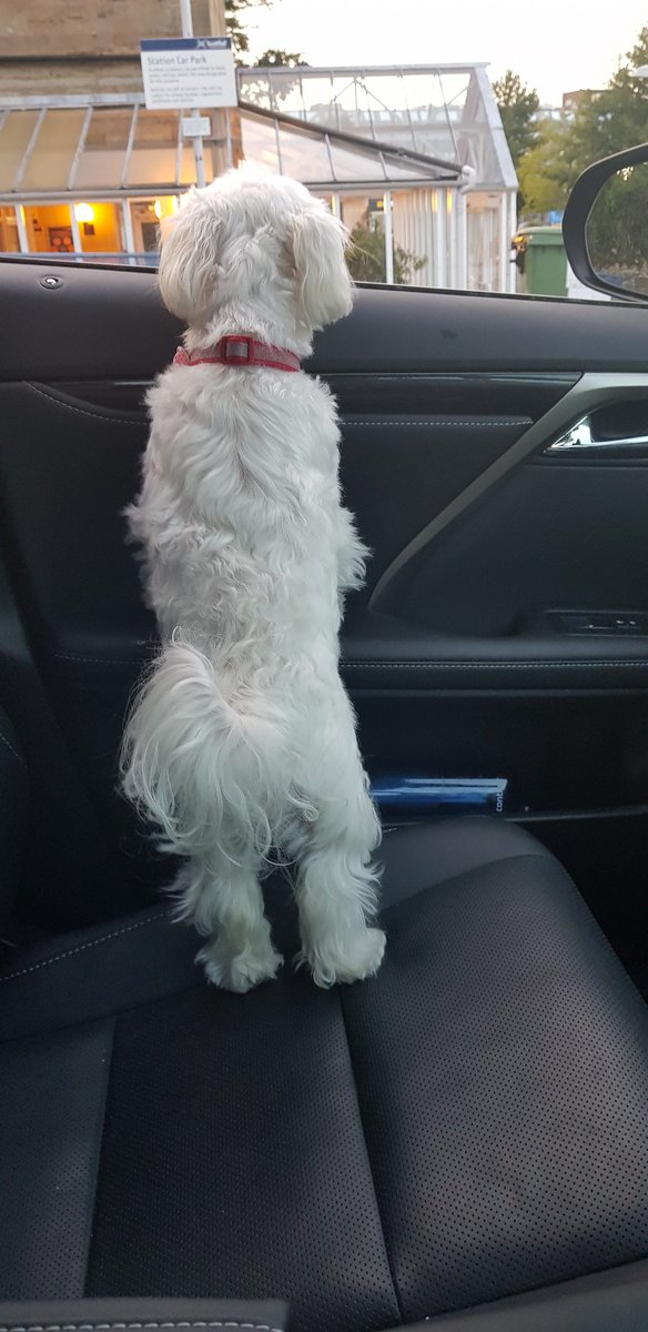 broon313's tweet photo. Picking up mummy at the station. #dogsoftwitter #imonlylittle #icantwagmytailanyfaster https://t.co/kfU2k9at89