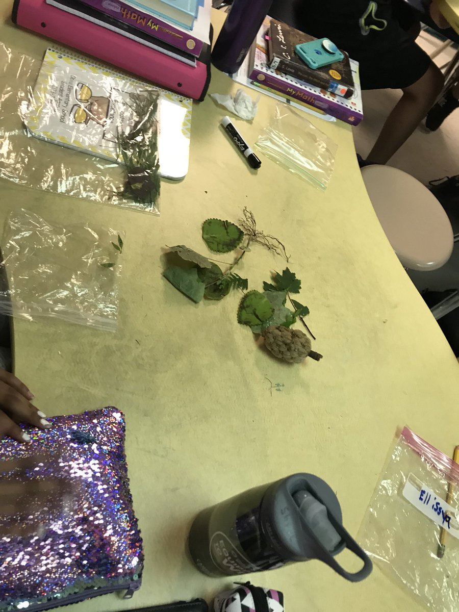 CountingwithCav's tweet image. What conclusions can we draw about plants if we try to sort them? Do some fit into multiple categories? Why are some of them shaped differently? #explorebeforeexplain #learningshouldbefun