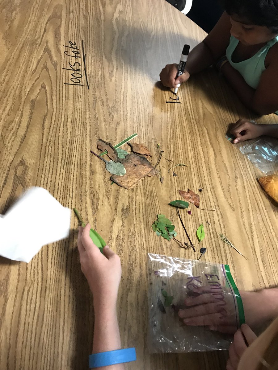 CountingwithCav's tweet image. What conclusions can we draw about plants if we try to sort them? Do some fit into multiple categories? Why are some of them shaped differently? #explorebeforeexplain #learningshouldbefun