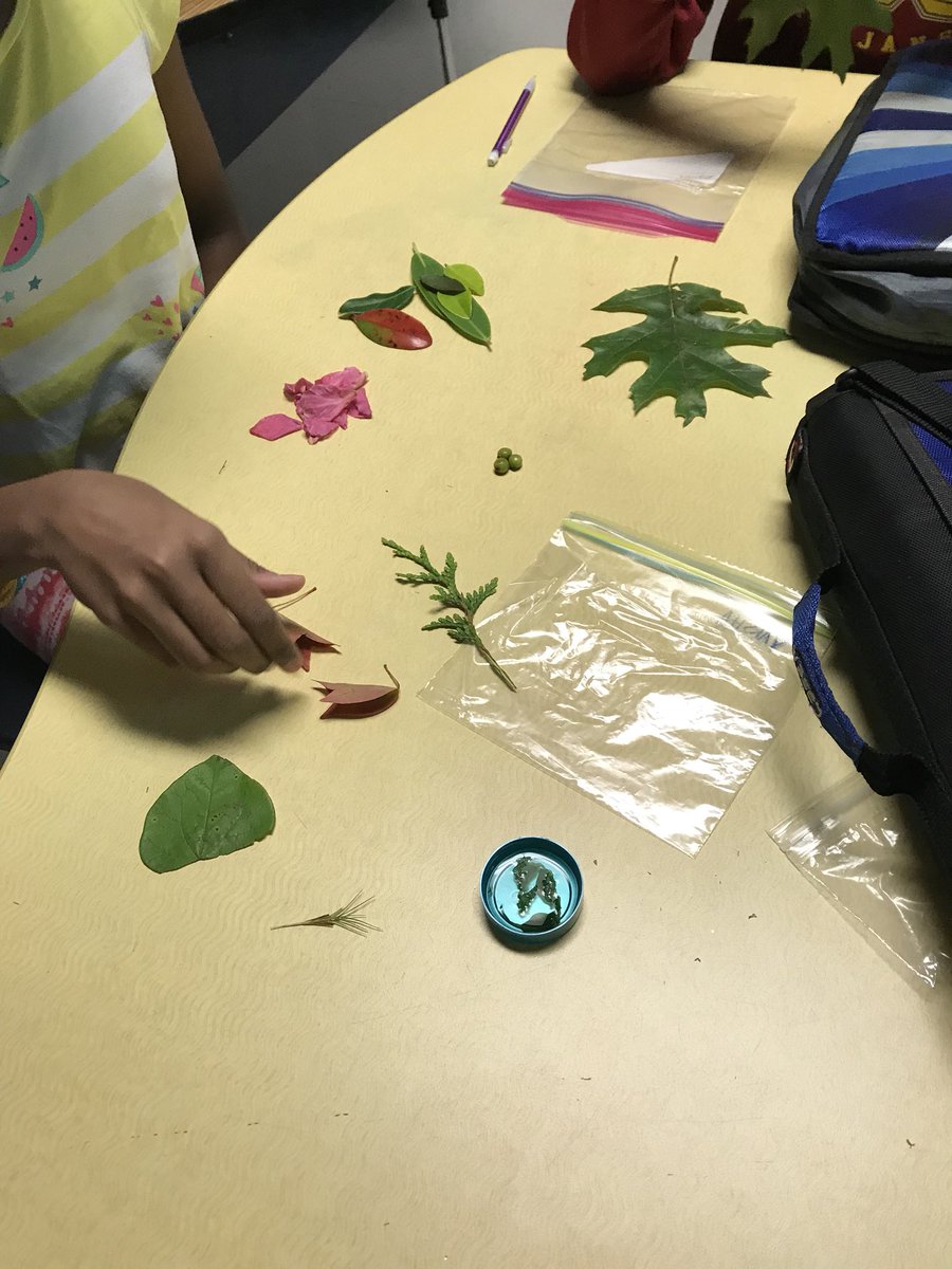 CountingwithCav's tweet image. What conclusions can we draw about plants if we try to sort them? Do some fit into multiple categories? Why are some of them shaped differently? #explorebeforeexplain #learningshouldbefun