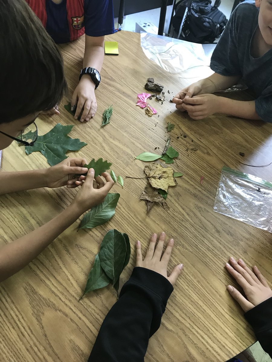 CountingwithCav's tweet image. What conclusions can we draw about plants if we try to sort them? Do some fit into multiple categories? Why are some of them shaped differently? #explorebeforeexplain #learningshouldbefun