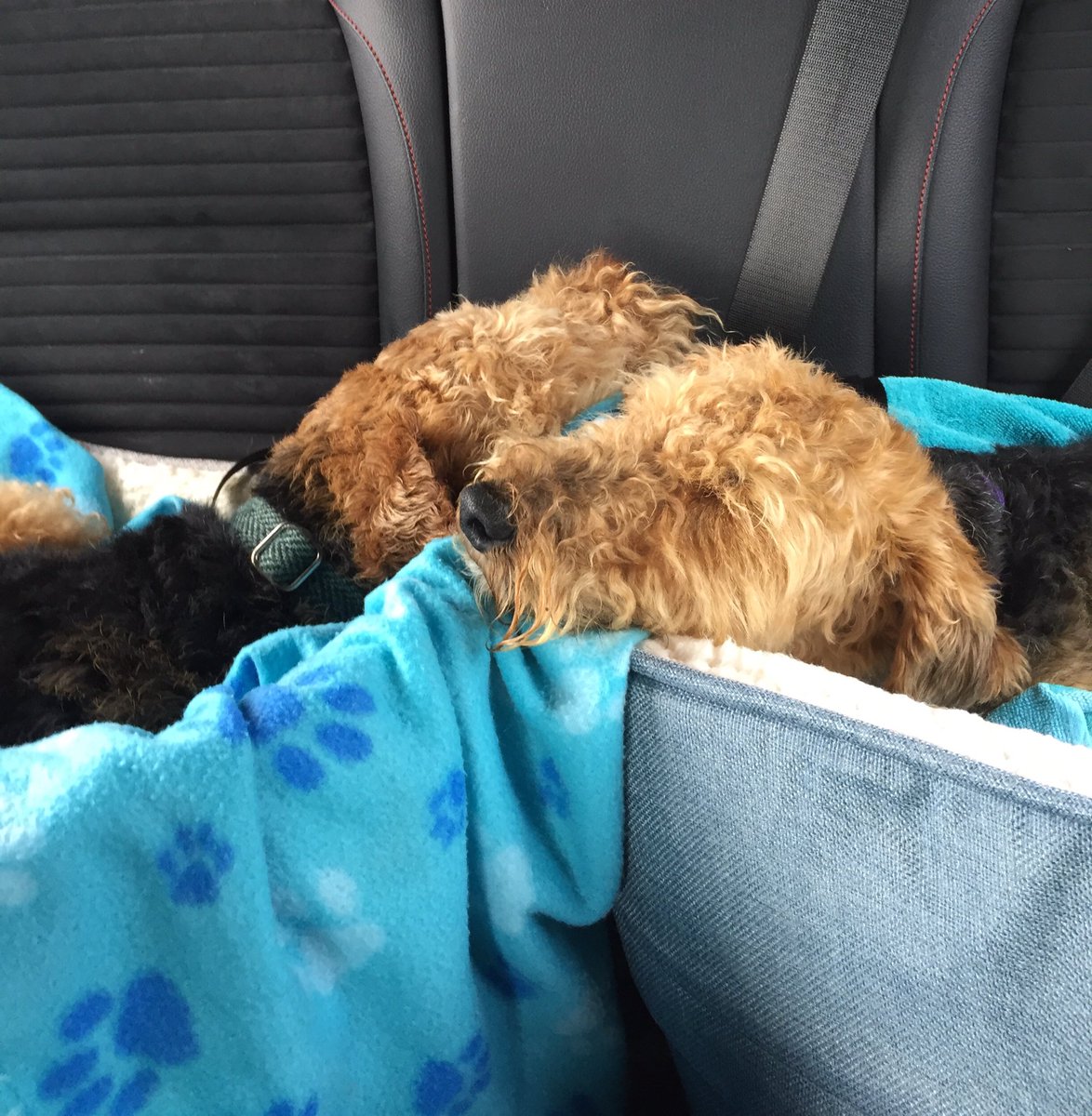 PajandKora's tweet photo. We did sit nicey for mumsie on our pawtrol of Drumlanrig Castle! Den we woz tiredy on da way homes 😂 #welshterrier https://t.co/BUsMlKYTC7