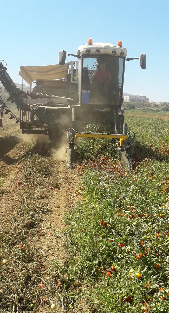 INPROGSL's tweet photo. Estamos en la cosecha del #tomate en #extremadura... un año complicado pero al final buenas cosechas. #cahersa #fortec #tomate... https://t.co/yRW5xD0QFs