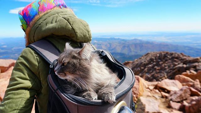 KitsuneSFC's tweet photo. I think my whiskers look pretty good in this shot from my Pikes Peak adventure. What do you think? -Kitsune .
.
.
.
.
#adventurecat #followadventurecats #whiskers #whiskerswednesday #wednesday #top_best_cats #instapet #catlove #mycat #crazycatlady #catfr… https://t.co/M0oRbLYao4 https://t.co/iNPB1WYvq7
