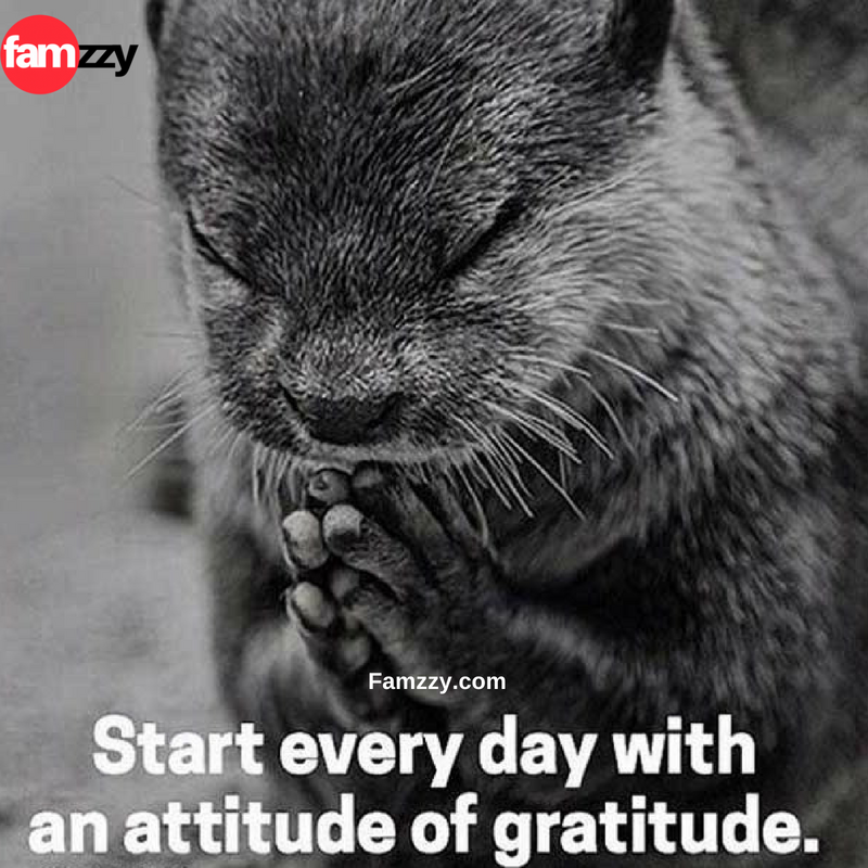FamzzyShopping's tweet photo. Start everyday with an attitude of gratitude. 

#MakeYourOwnLane #Defstar5 #Mpgvip #morning #quote #friday #shop #saree #salwarkameez #kurti #quotes https://t.co/vUqjJTW2DT