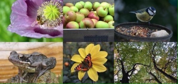 LGSpace's tweet photo. RT if you're planning to help wildlife by adding one or more of these to your garden or a community space:
🌻 Nectar-rich flowers, wildflowers
🐸 Pond
🐞 Bug hotel, wild area, long grass
🍎 Fruit tree
🌳 Native tree, hedgerow
🍆 Veg bed, compost
🐦 Birdfeeder, birdbath, nestbox https://t.co/PWqVLMiWhU