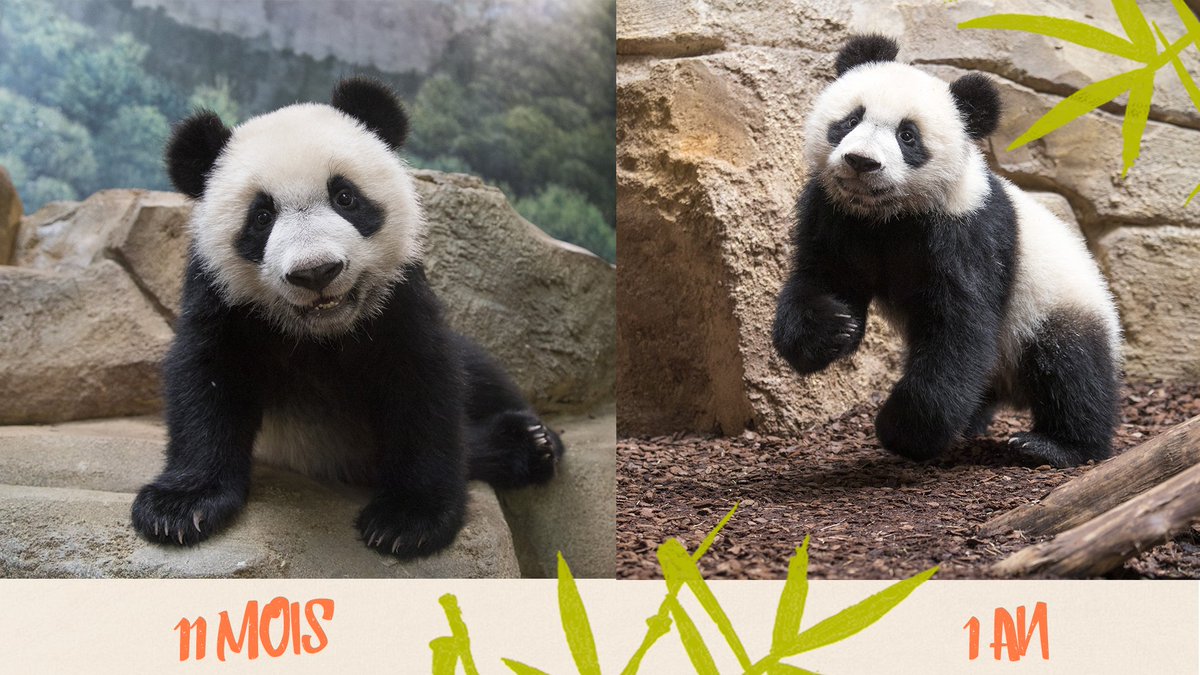 zoobeauval's tweet photo. #YuanMeng, son évolution mois par mois en photos... #ZooBeauval #BBpanda https://t.co/nyilO0Pb0F