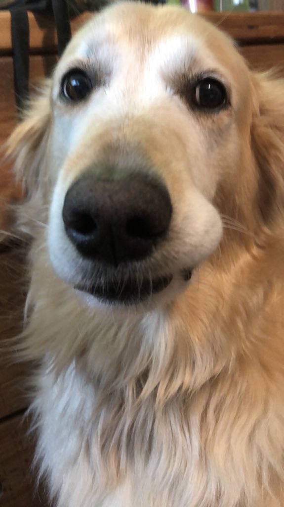 hallie422's tweet photo. Omg my puppy is really the sweetest, miss so much 💜🐶 https://t.co/WbffeflfQv