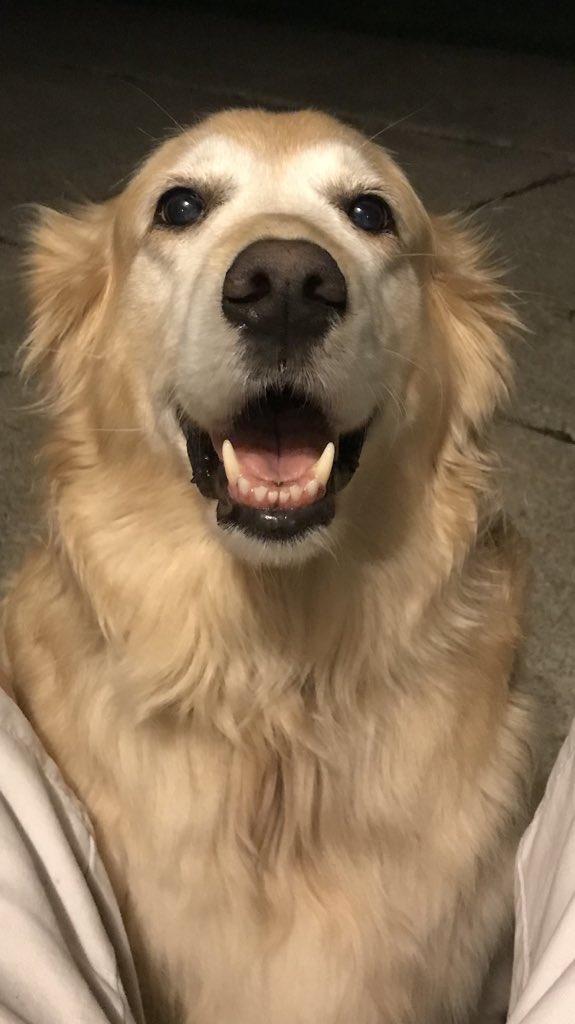 hallie422's tweet photo. Omg my puppy is really the sweetest, miss so much 💜🐶 https://t.co/WbffeflfQv