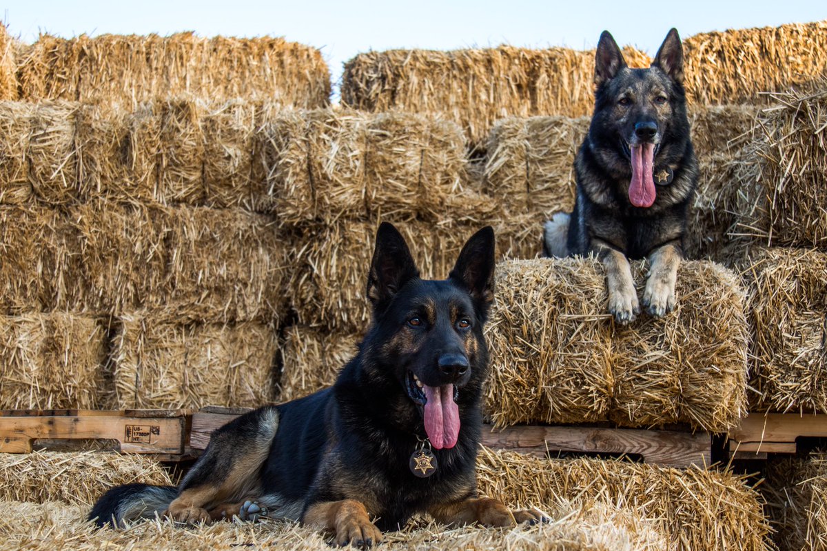 vcsdk9unit's tweet image. Our K9 partners are trained to ignore each other. This helps our K9 partners ignore other animals while on patrol! #K9partners #K9fritz #K9tommy #goodboys