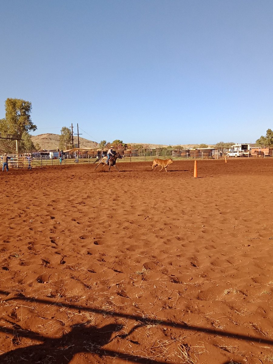 Campdraft has started #roberiverrodeo