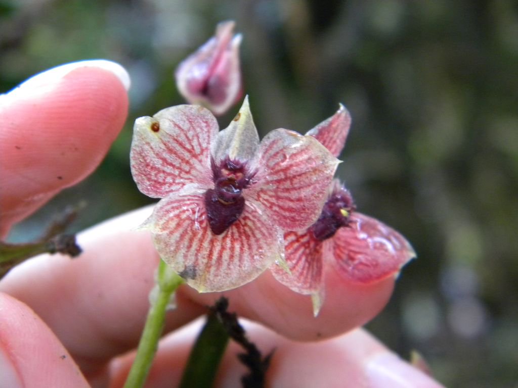 biodiversitatis's tweet photo. Colombian department of Putumayo is extremely rich in biodiversity. The "devil orchid" (Telipogon diabolicus) was discovered here by Marta Kolanowska - the President of our foundation. https://t.co/YHMSjNJE9r