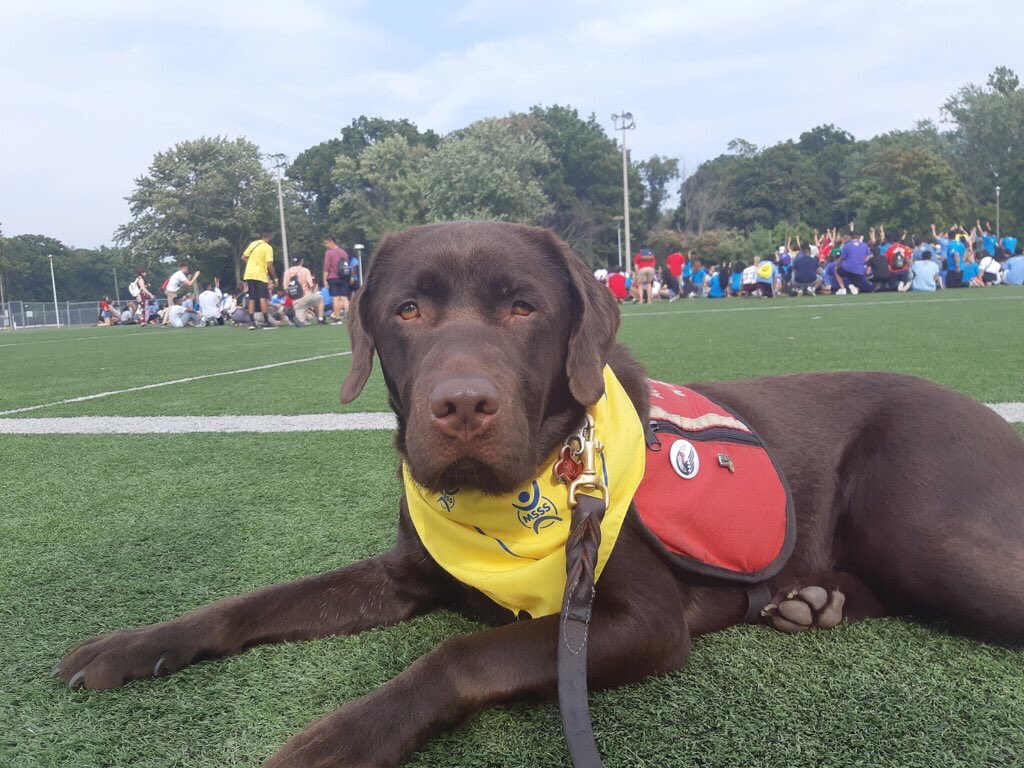 McMasterU's tweet photo. Students are not the only ones getting acquainted with life on campus this week. Have you met @deannaallain and her sidekick? Deanna, faculty of @McMasterSocSci, is training Carlin to be an Autism Service Dog.
#MyMcMaster #MacWW2018 #McMaster2022 #servicedog https://t.co/FP4gfrX7v5