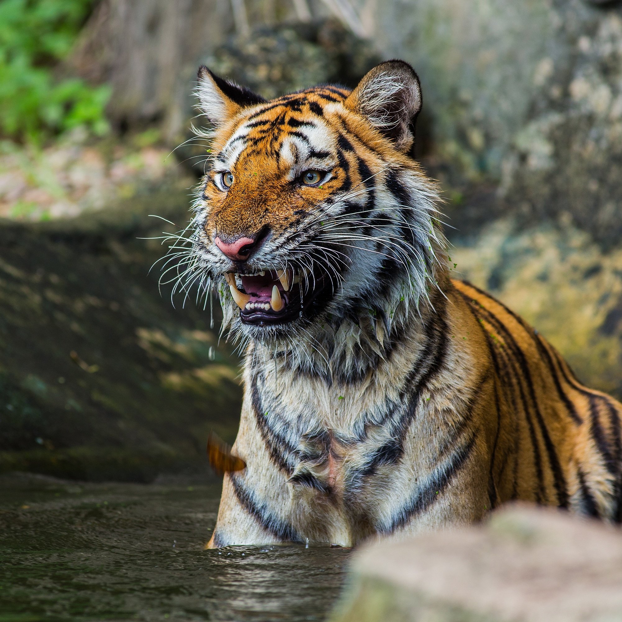preservethetiger on Twitter: preservethetiger on Twitter: