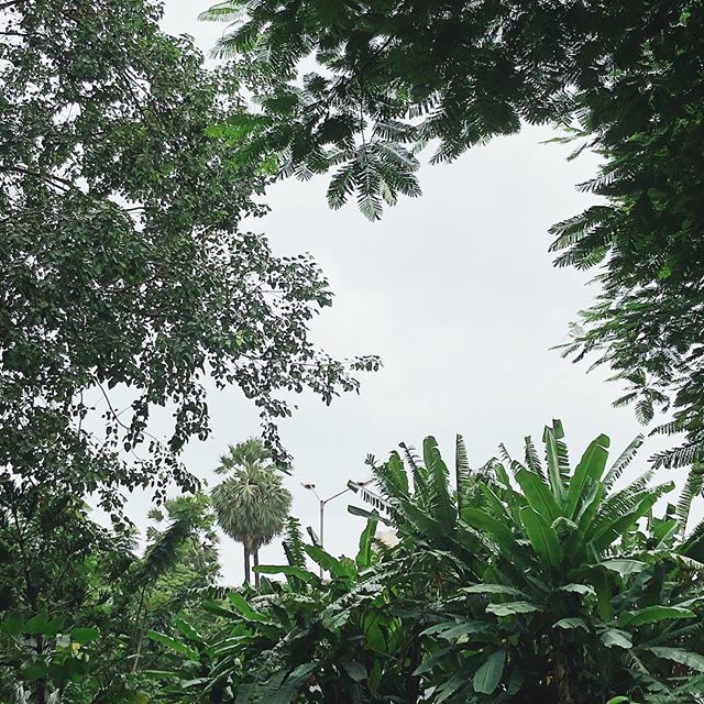 wildfirecharm's tweet photo. Five types of trees in one frame. Can you spot them all? 🌳 https://t.co/WnqlKf9MPe https://t.co/vlo6spnrED