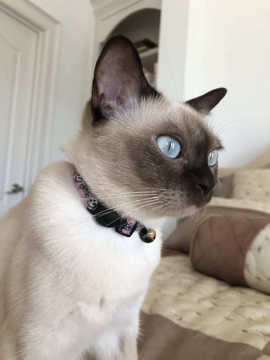 PurrrfectlyH's tweet photo. Purrofile with whiskers in full view๐๐๐ธ๐ธ๐ธ#Aylen #meowdelling #arenticute #cutiepatootie #wiggals #whiskerwednesday #cutecat #catlife #catlove #catfeatures #topcatphoto #meowbeauties #purrrfectlyholistic #tonkinese #pamperedcats #buzzfeedcats #meowdel #CatsOfTwitter https://t.co/qBr4Nf3E9O