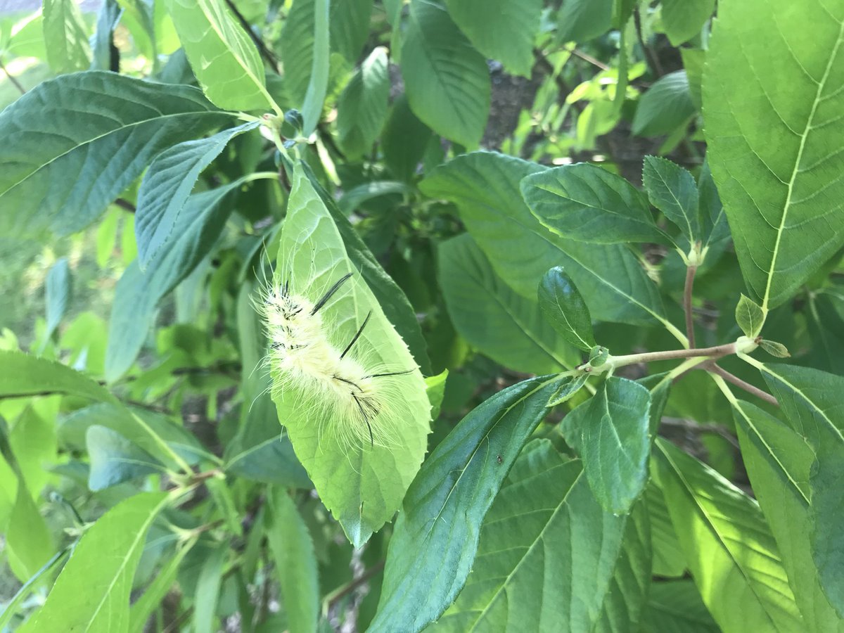 chrislb104's tweet photo. Seen today. I think American dagger moth caterpillar (acronicta americana). @TWBC_Museum @BugQuestions @CaterpillarsCt @CrawliesWithCri #daggermoth #theycansting https://t.co/0u2wfzh6YC