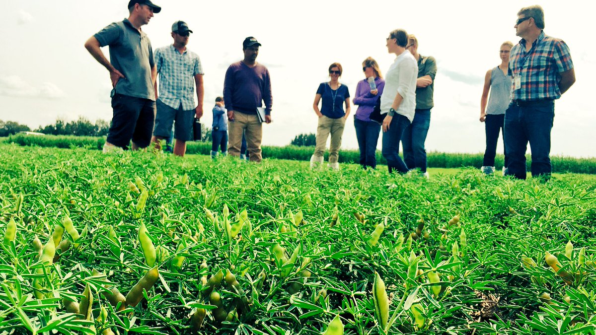 APGExtension's tweet image. The 11th Canadian Pulse Research Workshop will be held in Edmonton Oct. 23 - 25, 2018. To learn more or to register, visit
eiseverywhere.com/ehome/cprw/682… #talkpulses #pulseresearch