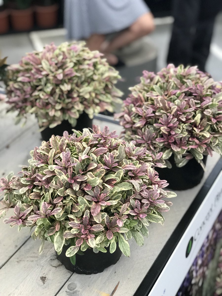 Ajuga ‘Princess Nadia’ now available in 2” liner from Growing Colors