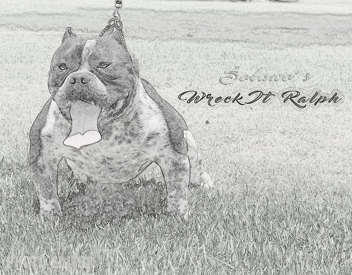 roach_solano's tweet image. Wreck-It Ralph #CCBC #SOLANOSBULLIES #NFL #NBA #MLB #DOGS #BULLYS