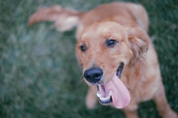 The Ultimate Guide for #PetSitters 
huffingtonpost.com/entry/the-ulti…