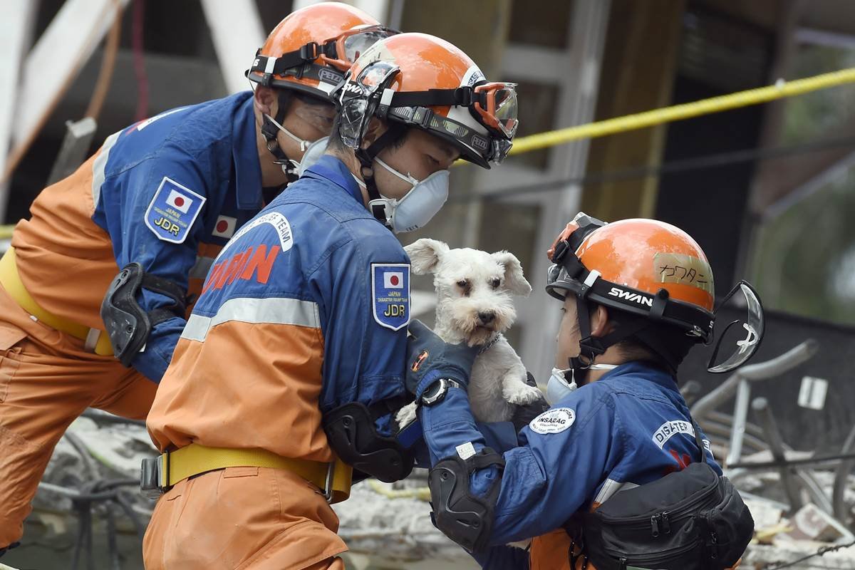 DogsByLisa's tweet image. #MexicoEarthquake &amp;gt;&amp;gt; #Japanese crew saves little #dog from rubble! 😇