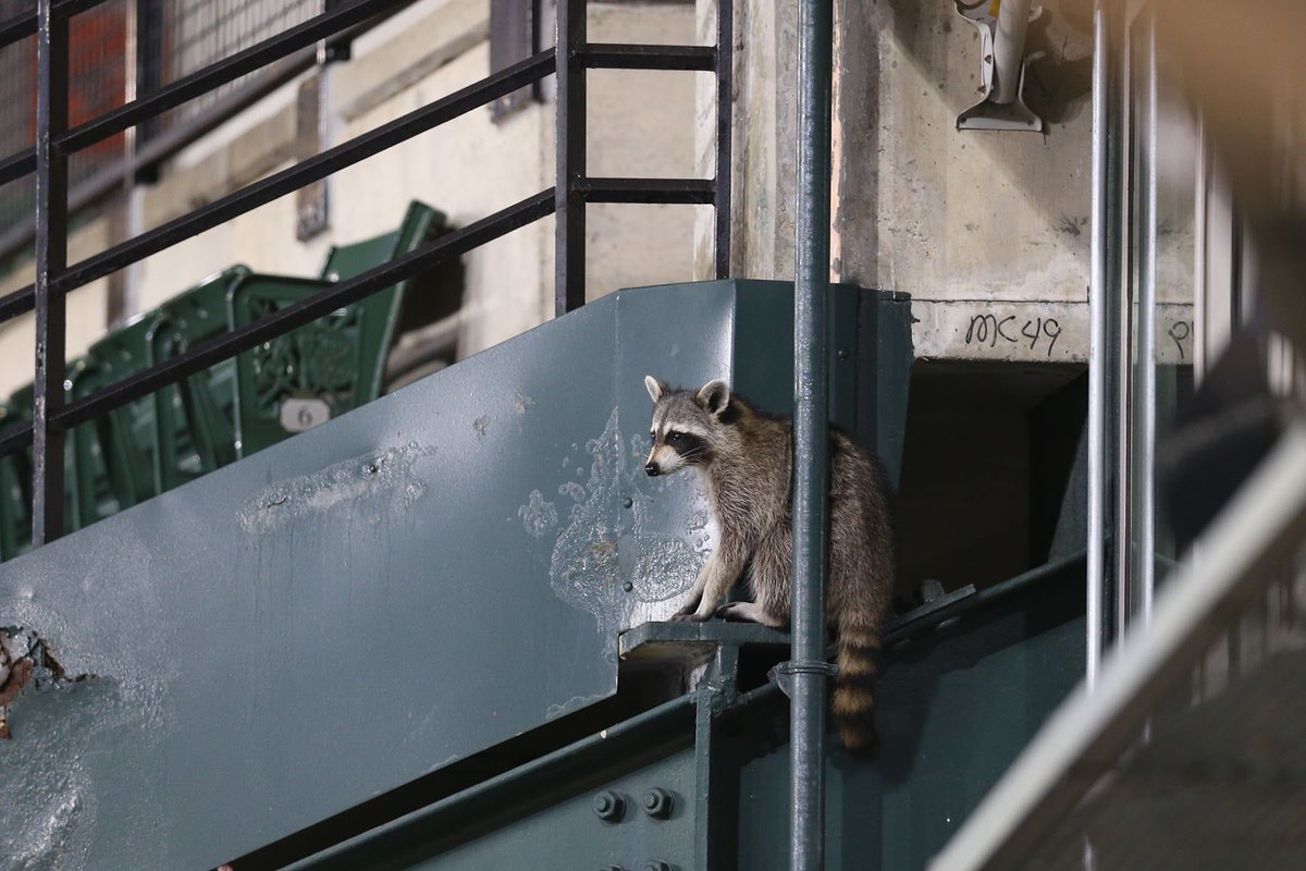 Baltimore Orioles tweet media