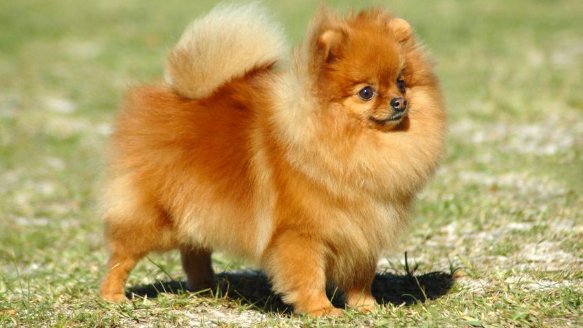 brynnefrost's tweet photo. @Akkoart @Ayuda_artista @artists_helping @TheArtistHelp Por favor dibuja a Kacchan de Boku No Hero Academia como si fuera un Pomerania 🙏❤️ https://t.co/dP53Nd6wmU