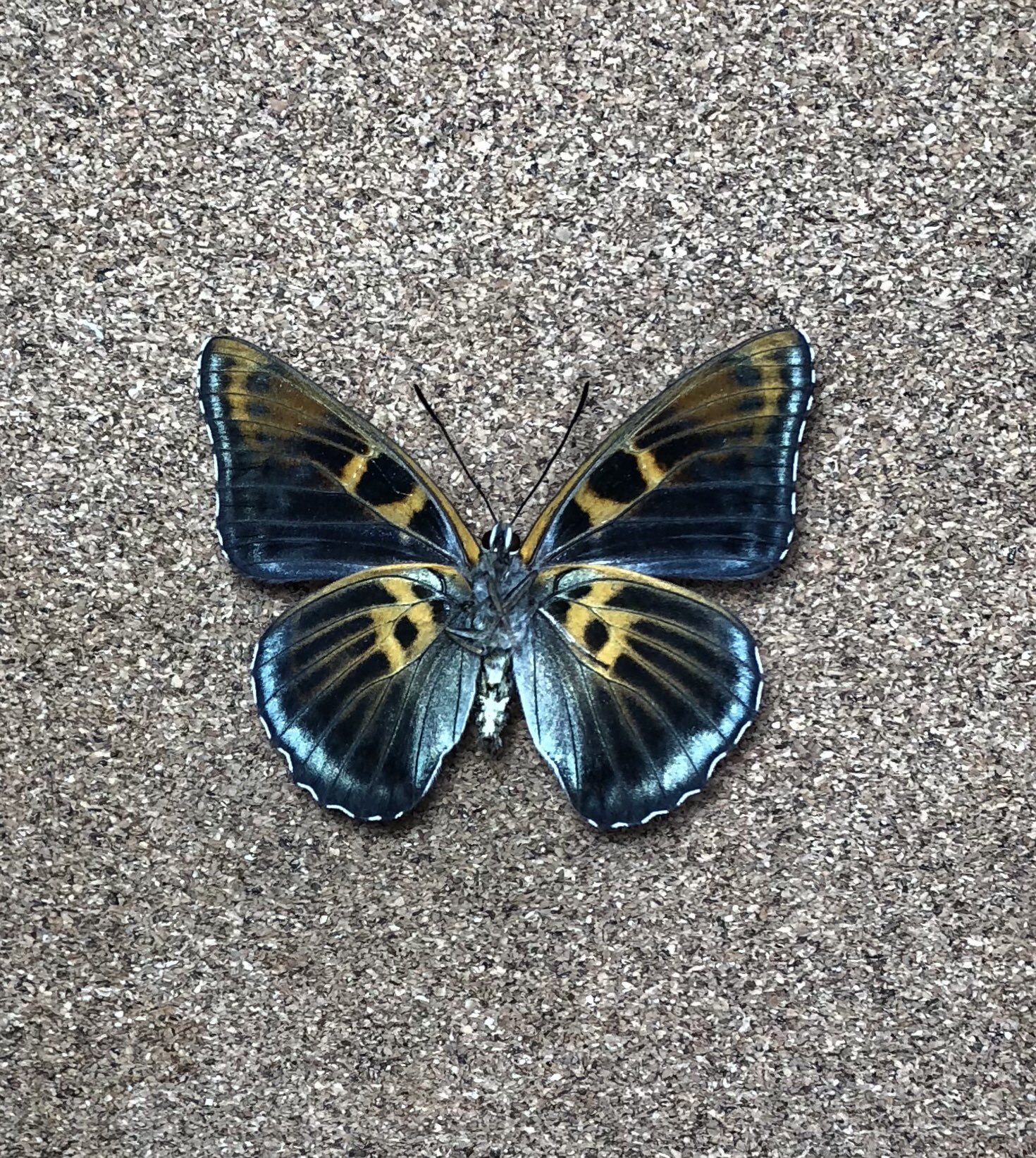 【黒化型】オオイチモンジ（オス、フランス産） 蝶標本 オオイチモンジ（♀） 黒化型オオイチモンジ（オス、フランス産