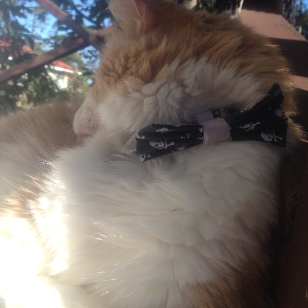 sundancethecat's tweet photo. #NationalBowTie day diz  me in my khantastic khancats bow tie @BengalPandora @KhanCats @SimonBallTweets @TheCatMalice @mirrr_i_Am @RhondaHendee @JaxAcrocat @FelixGingerBoy @JethroKitty @molly_dat https://t.co/AvKUsnzniY