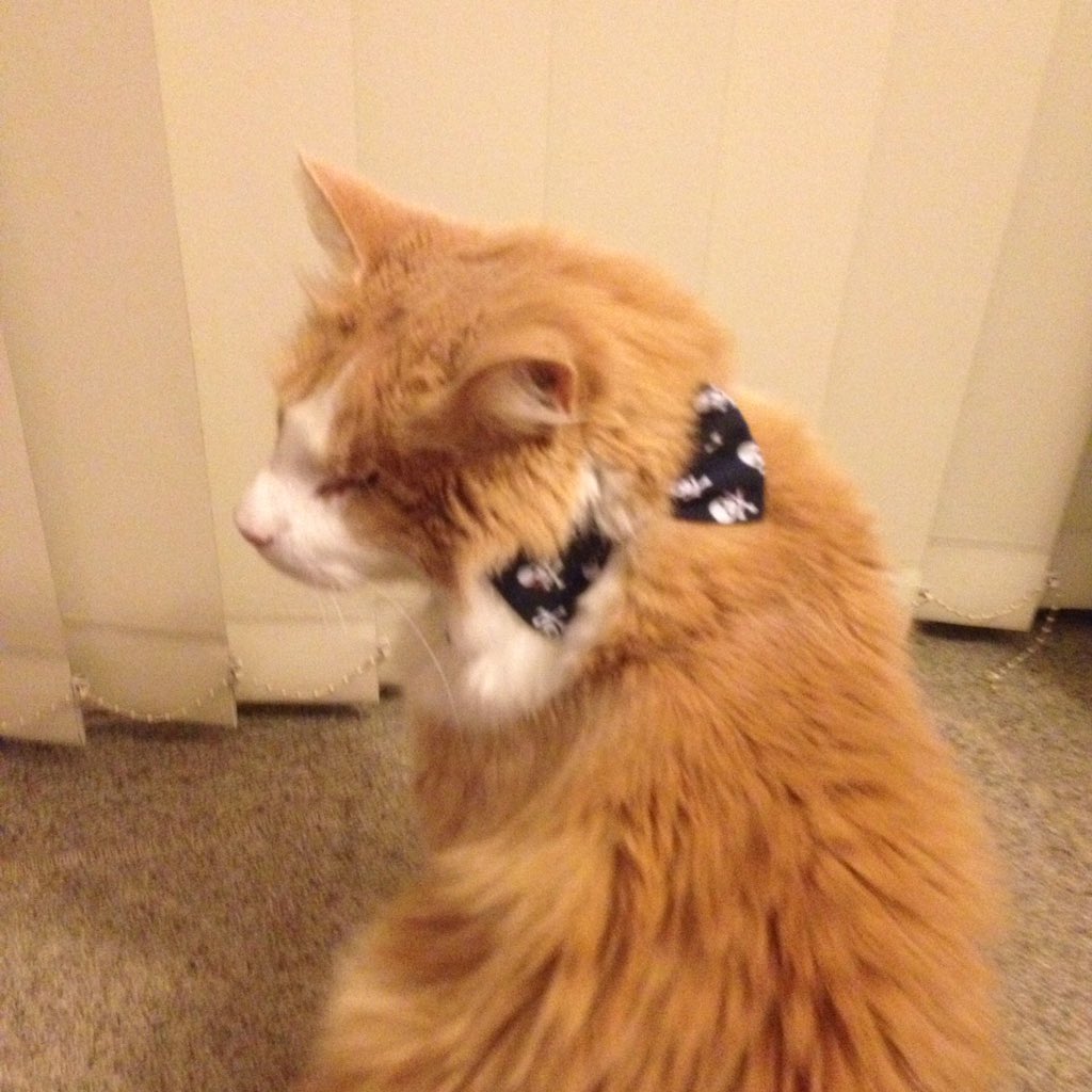 sundancethecat's tweet photo. #NationalBowTie day diz  me in my khantastic khancats bow tie @BengalPandora @KhanCats @SimonBallTweets @TheCatMalice @mirrr_i_Am @RhondaHendee @JaxAcrocat @FelixGingerBoy @JethroKitty @molly_dat https://t.co/AvKUsnzniY