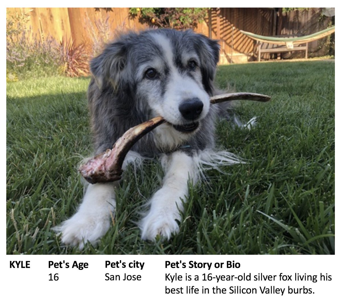Vacatia's tweet photo. PSA: Really pleased to see our #likefamily #supermodeldog Kyle has an opportunity to appear in the "2019 Calendar of Superstar Pets" which supports @SPCAmc animal rescue in Monterey County. You in? You only have 2 days left to vote: Aug 31 11:59:59 PM PT! https://t.co/g5a4Af1tl7 https://t.co/e0ienVxMQN