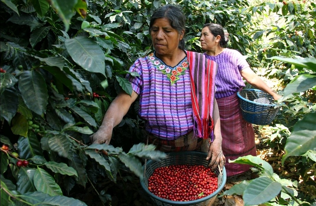 By hand selecting ripe cherries, #GuatemalanCoffee farmers maintain high standards, avoiding the carbon footprint of machines.