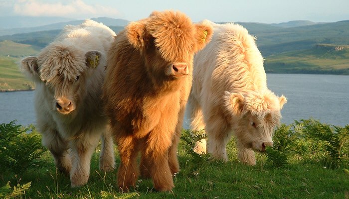 Highland Cows tweet media