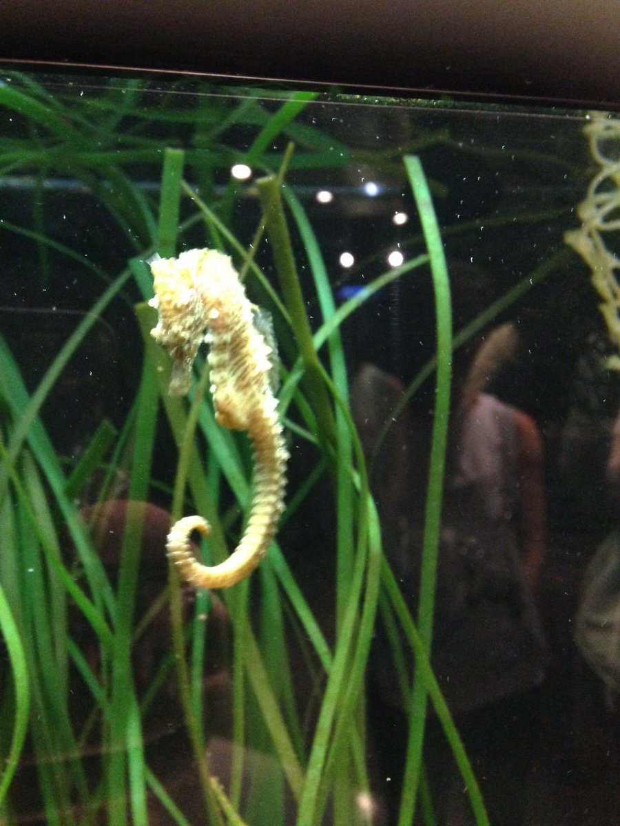 bearsdenmfl's tweet photo. À l'aquarium on a vu des hippocampes, des étoiles de mer et des requins! #grandaquarium #souslamer https://t.co/76t65UTvwV