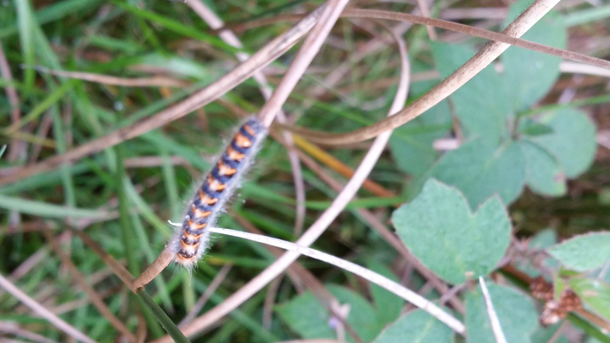 JL_nature's tweet photo. A few "extras" spotted during Marsh Fritillary Survey today in #Monaghan - any suggestions? @Irishwildlife @BioDataCentre @tomasemurr #wildmonaghan https://t.co/vgsNquTfDz