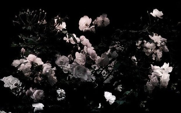 черные цветы эстетика. черные цветы. цветы на темном фоне. роза дарк перпл эстетика. цветочки эстетика.