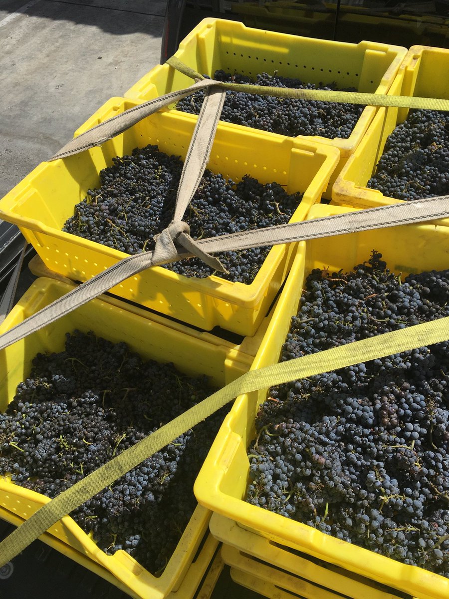 We didn’t harvest much Pinot from <a href="/Popelouchum/">Popelouchum</a> yesterday (the wood rats got a lot of it). But, quality looks amazing.  With my great luck, it will turn out great and my Pinot obsession will be reactivated.