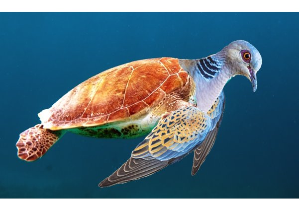WASPSociety's tweet photo. After years of genetic experimentation, we proudly introduce: The Turtle-Dove!

(Disclaimer: The Turtle-Dove can neither fly nor swim. We will not be held liable for accidental death caused by falls, drops, drownings etc.)

#surrealism #puns #humour #collage #art https://t.co/NU5C5oCEdo